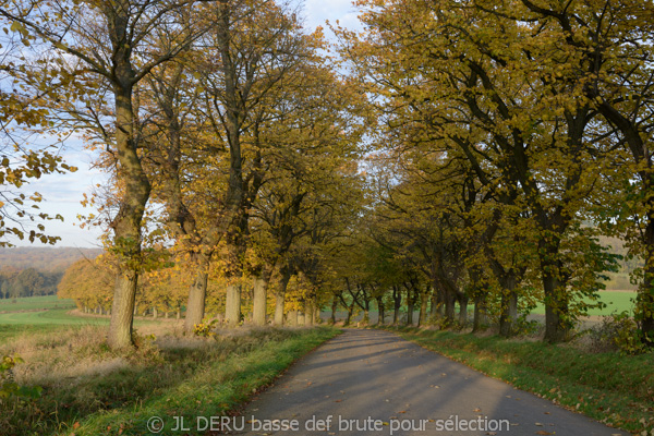 paysage automne